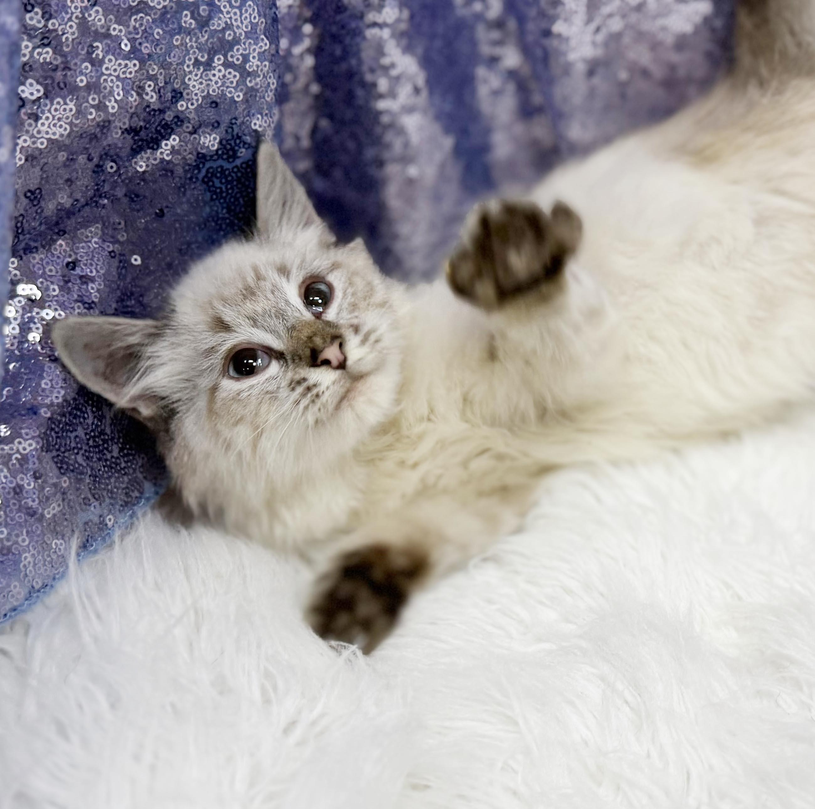 Enlarge Manny is a living mushball - VIDEO - HIGHER DONATION APPLIES, a Adoptable mixed breed in Bedford Hills, NY image 6/6