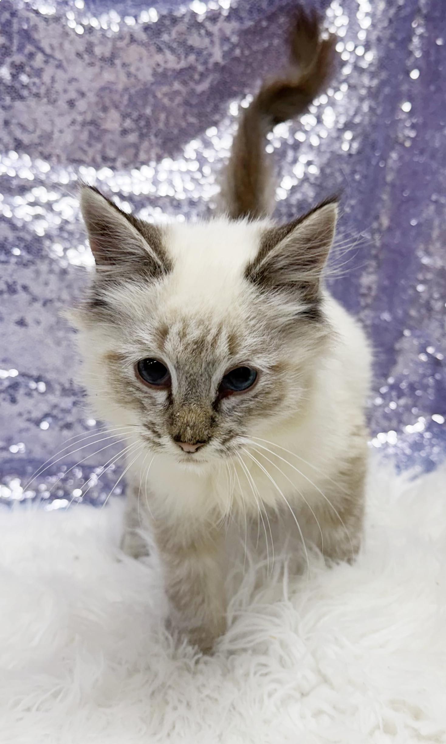 Enlarge Manny is a living mushball - VIDEO - HIGHER DONATION APPLIES, a Adoptable mixed breed in Bedford Hills, NY image 2/6