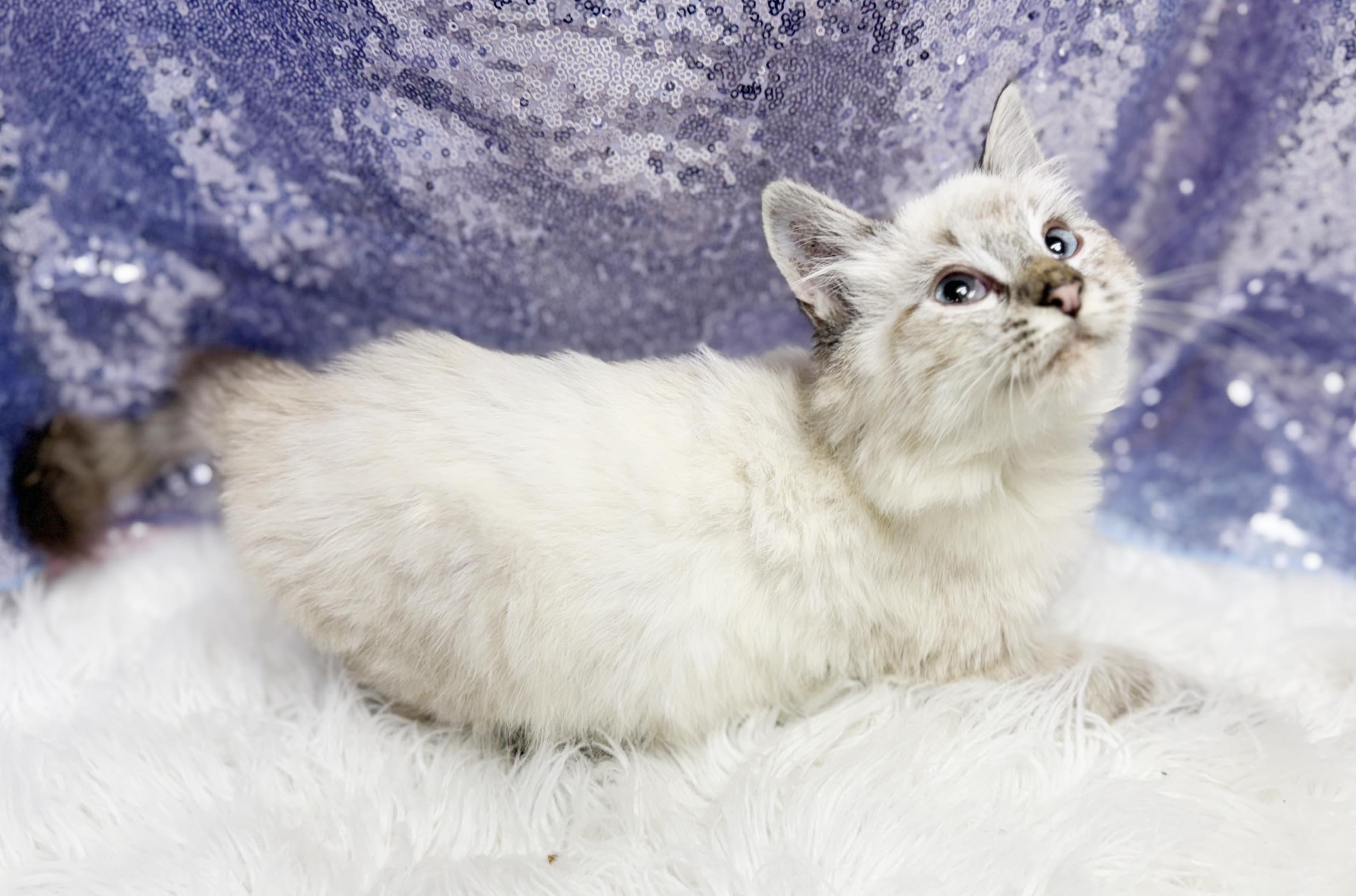 Enlarge Manny is a living mushball - VIDEO - HIGHER DONATION APPLIES, a Adoptable mixed breed in Bedford Hills, NY image 5/6