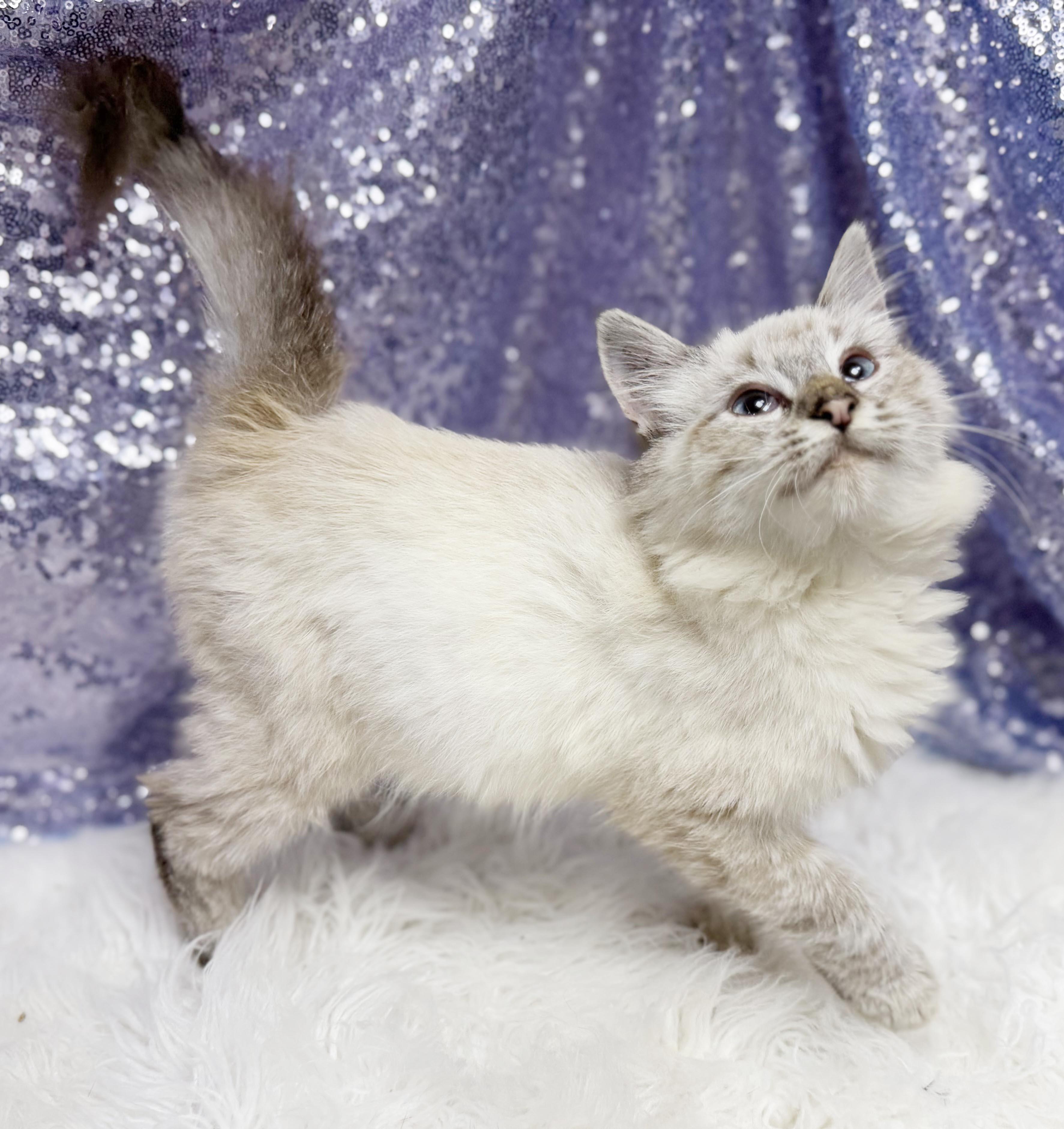 Enlarge Manny is a living mushball - VIDEO - HIGHER DONATION APPLIES, a Adoptable mixed breed in Bedford Hills, NY image 3/6