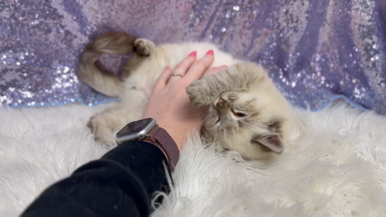 Enlarge Manny is a living mushball - VIDEO - HIGHER DONATION APPLIES, a Adoptable mixed breed in Bedford Hills, NY video 4/6