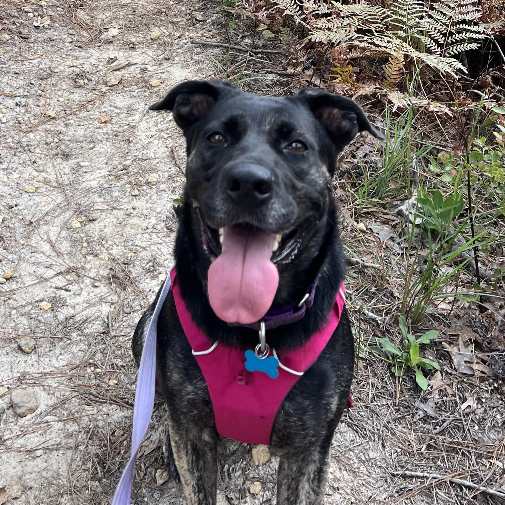 Bluebell, an adopted mixed breed in Stowe, VT image 4/6