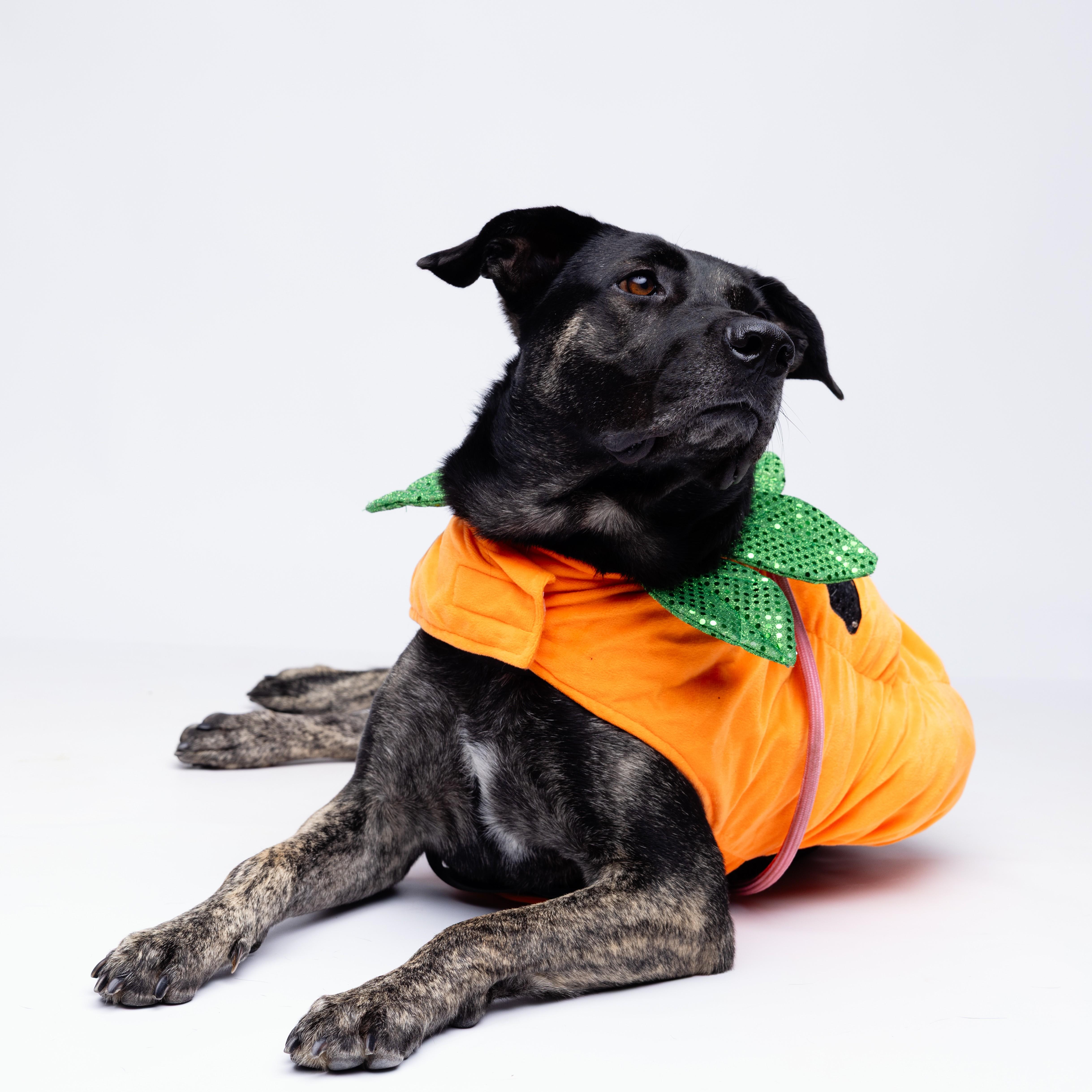 Bluebell, an adopted mixed breed in Stowe, VT image 5/6