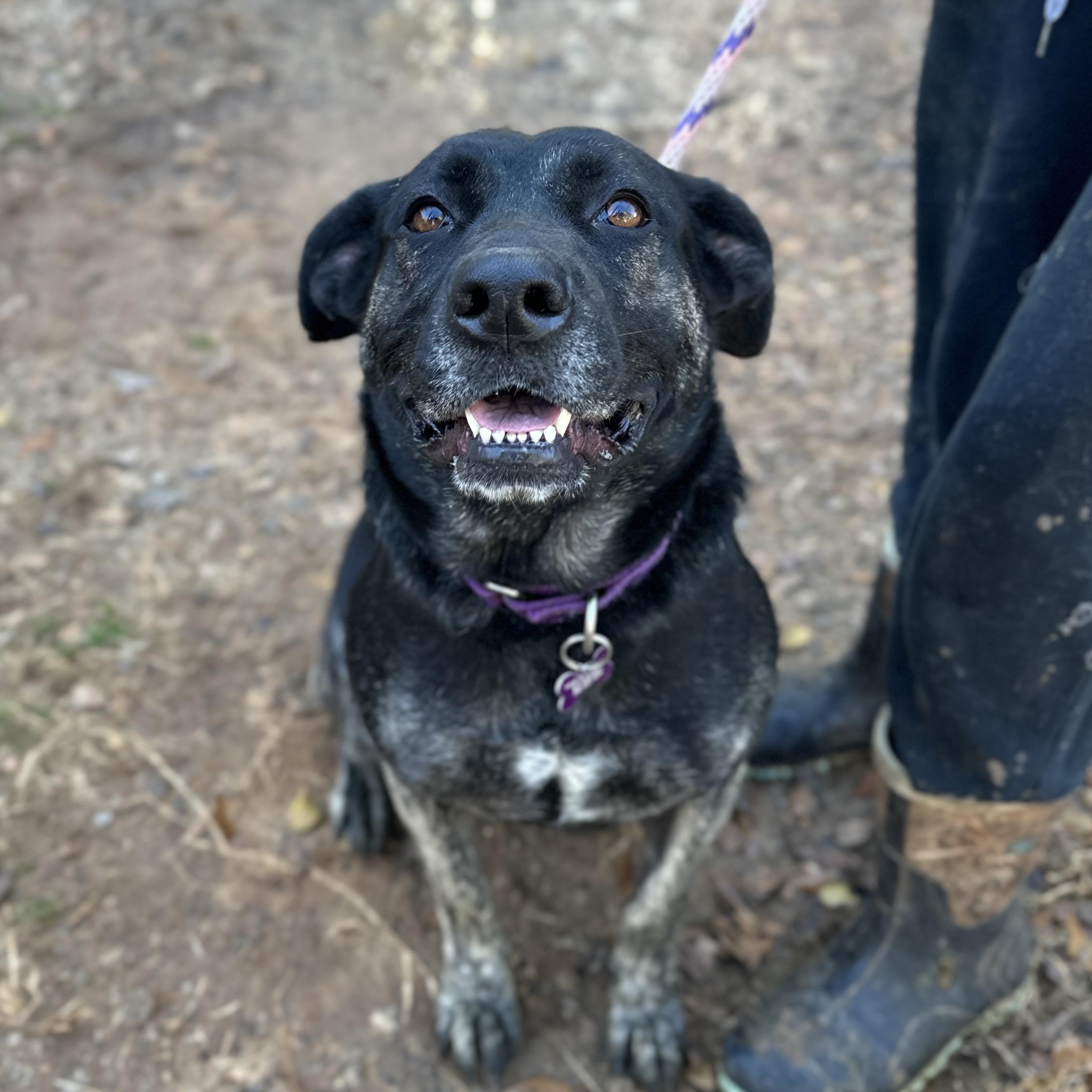 Bluebell, an adopted mixed breed in Stowe, VT image 2/6