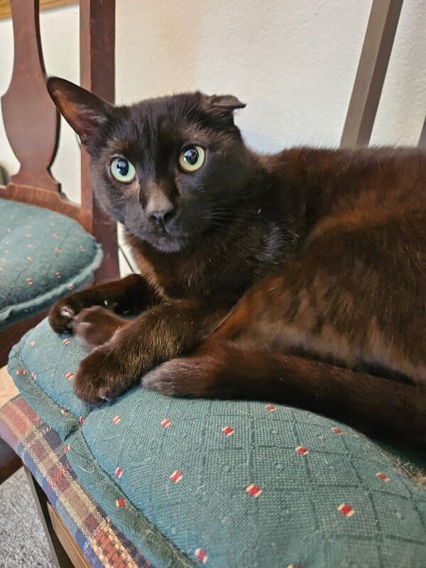 Uno, Adoptable, Adult Male Domestic Short Hair.