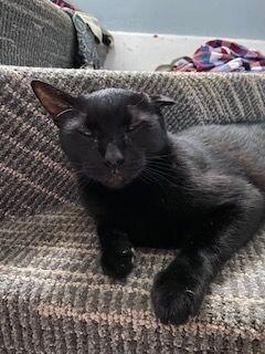 Enlarge Uno, a Adoptable Domestic Short Hair in Grand Rapids, MI image 1/2