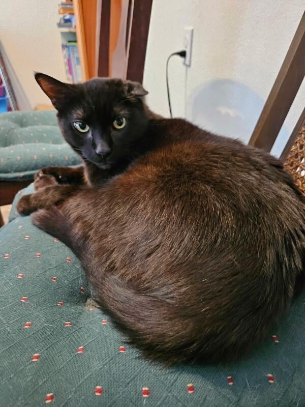 Enlarge Uno, a Adoptable Domestic Short Hair in Grand Rapids, MI image 3/4