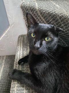 Enlarge Uno, a Adoptable Domestic Short Hair in Grand Rapids, MI image 2/2