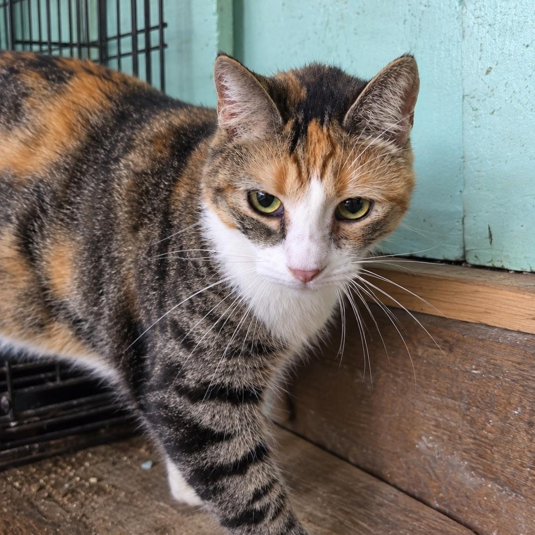 Enlarge Lucy, a Adoptable mixed breed in Concord, NC image 3/6