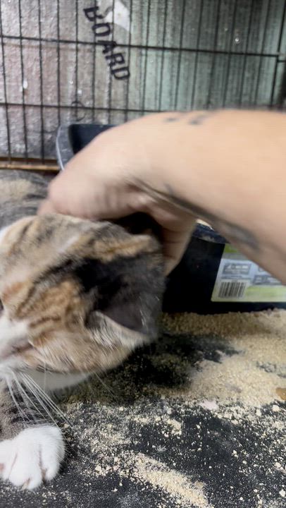 Enlarge Lucy, a Adoptable mixed breed in Concord, NC video 6/6