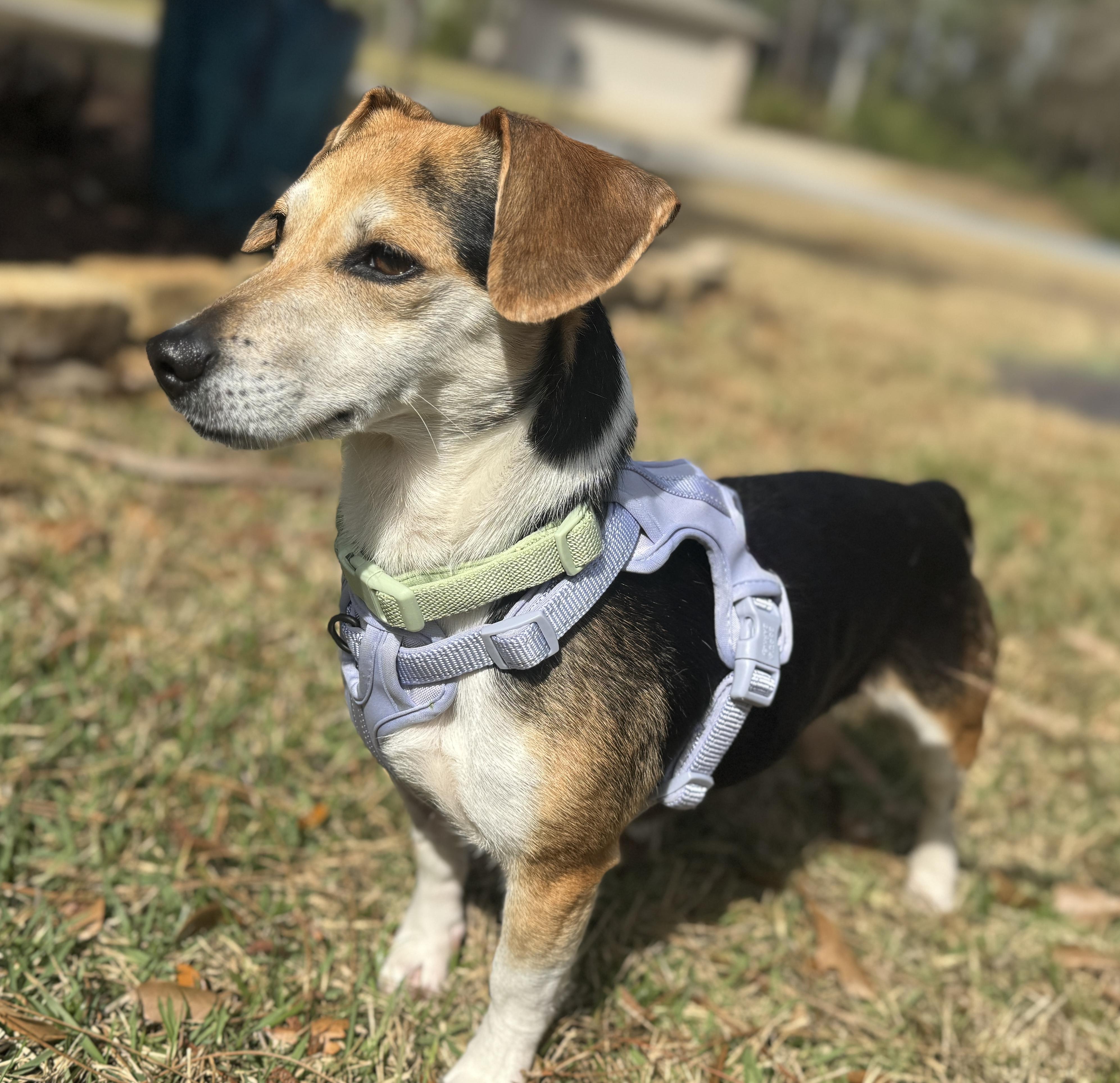 Butters , ADOPTABLE, Young Female Beagle & Dachshund.