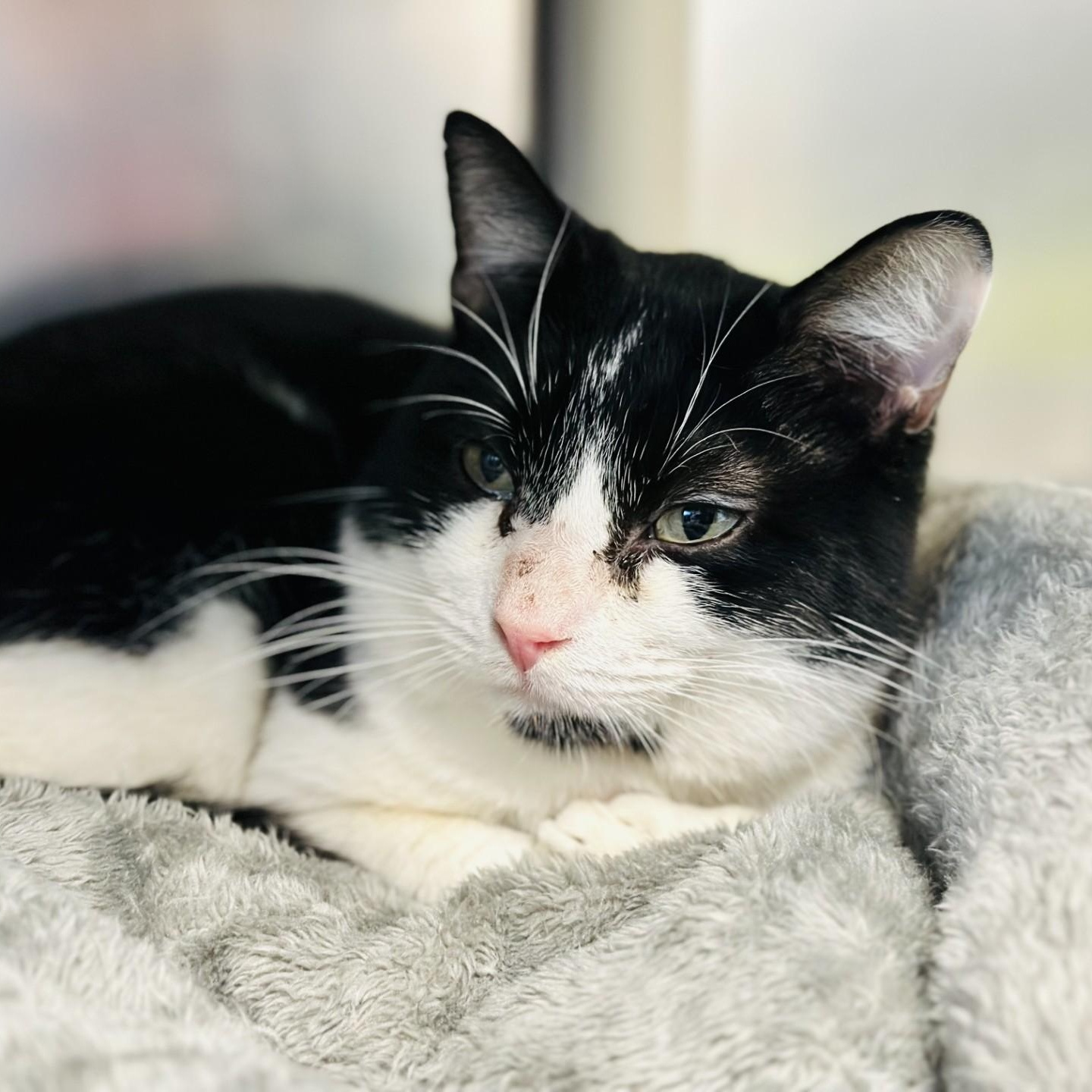 Enlarge Isaiah , a ADOPTABLE Domestic Short Hair in Manahawkin, NJ image 2/2