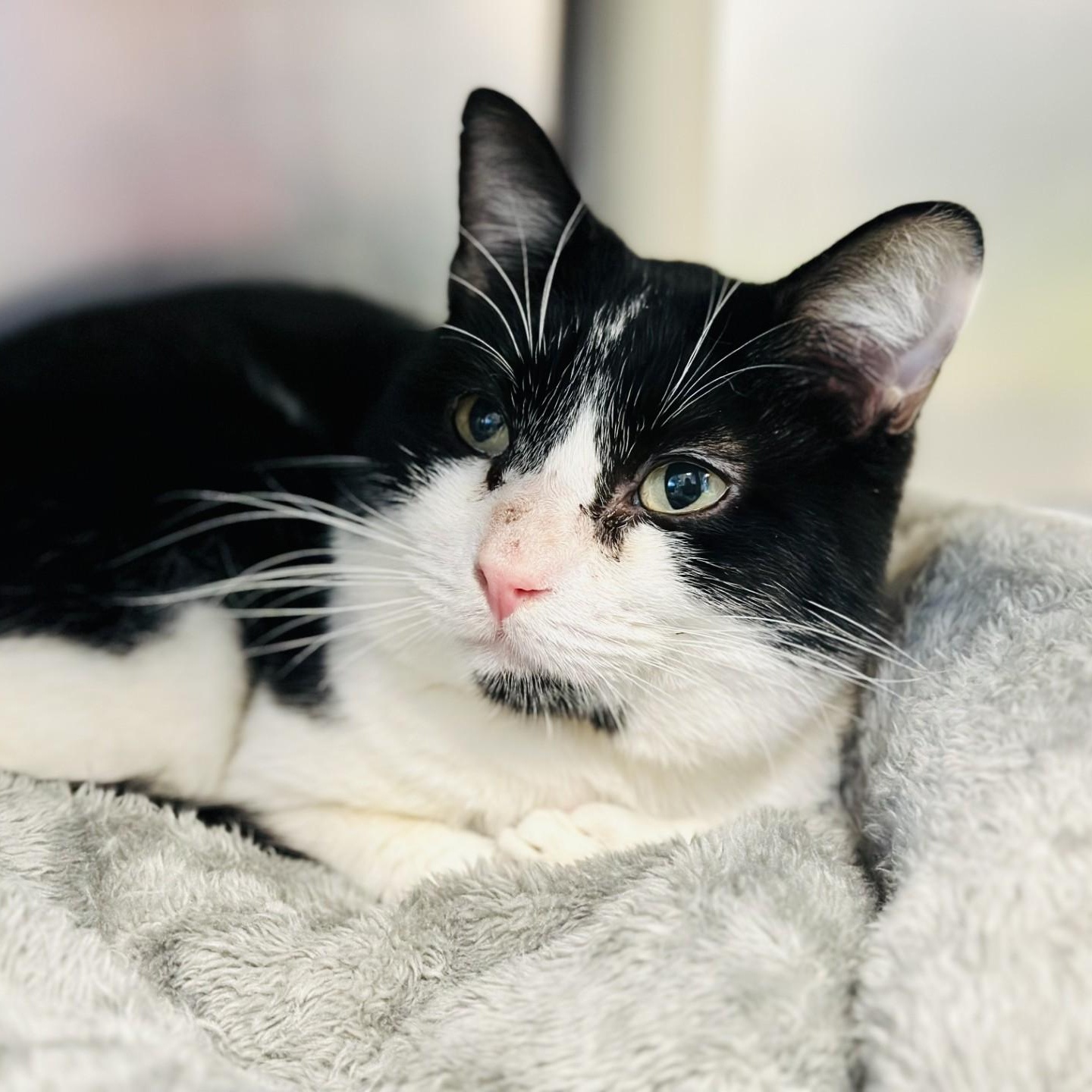 Enlarge Isaiah , a ADOPTABLE Domestic Short Hair in Manahawkin, NJ image 1/2