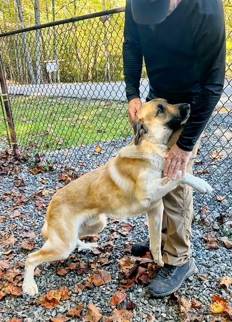Enlarge Ernie (90 lbs), a Adoptable Anatolian Shepherd in Mississauga, ON image 2/6