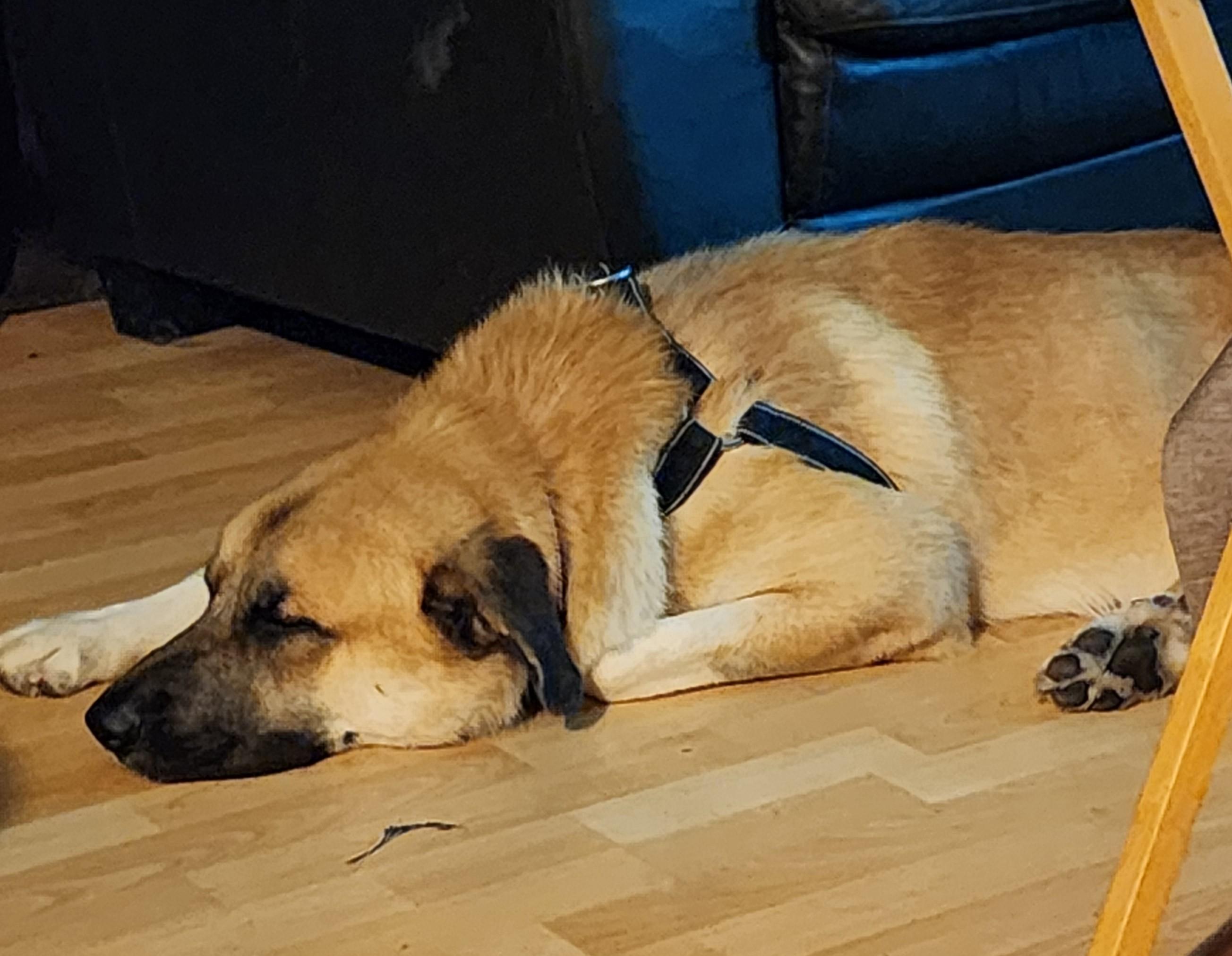 Enlarge Ernie (90 lbs), a Adoptable Anatolian Shepherd in Mississauga, ON image 4/6