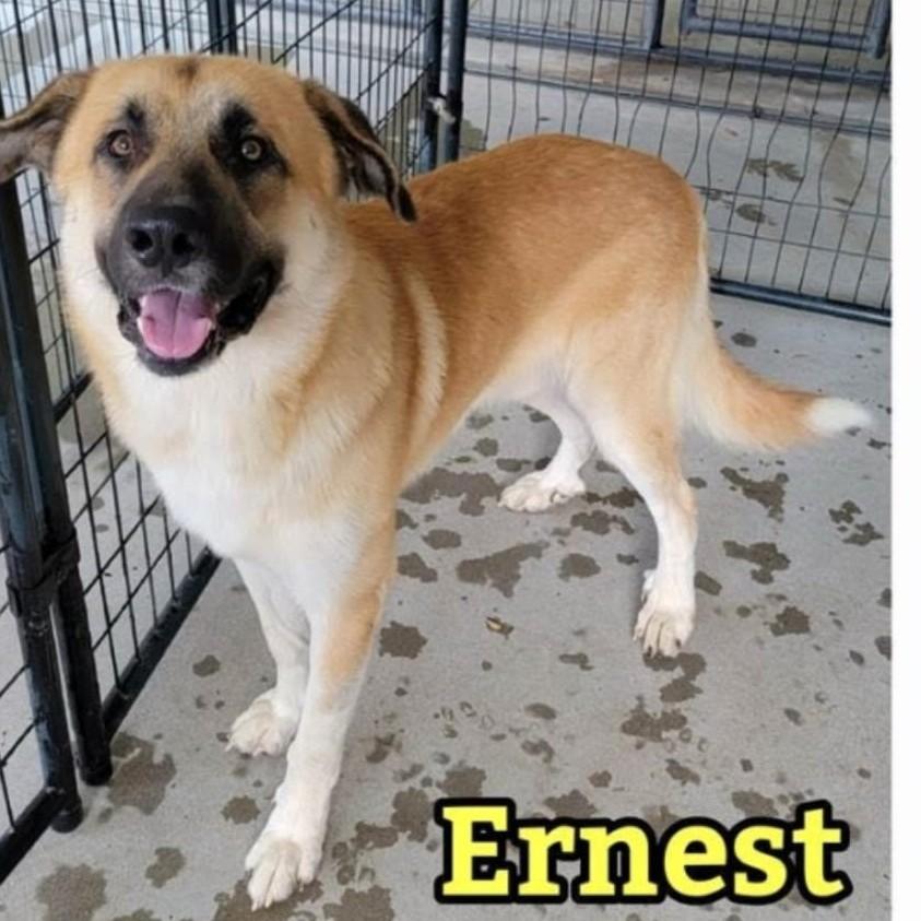Enlarge Ernie (90 lbs), a Adoptable Anatolian Shepherd in Mississauga, ON image 1/6