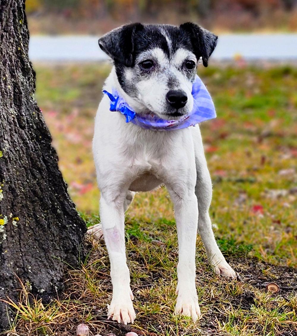 Oreo (Part of a bonded pair with Snickers), an adoptable Jack Russell Terrier in Cheboygan, MI, 49721 | Photo Image 5