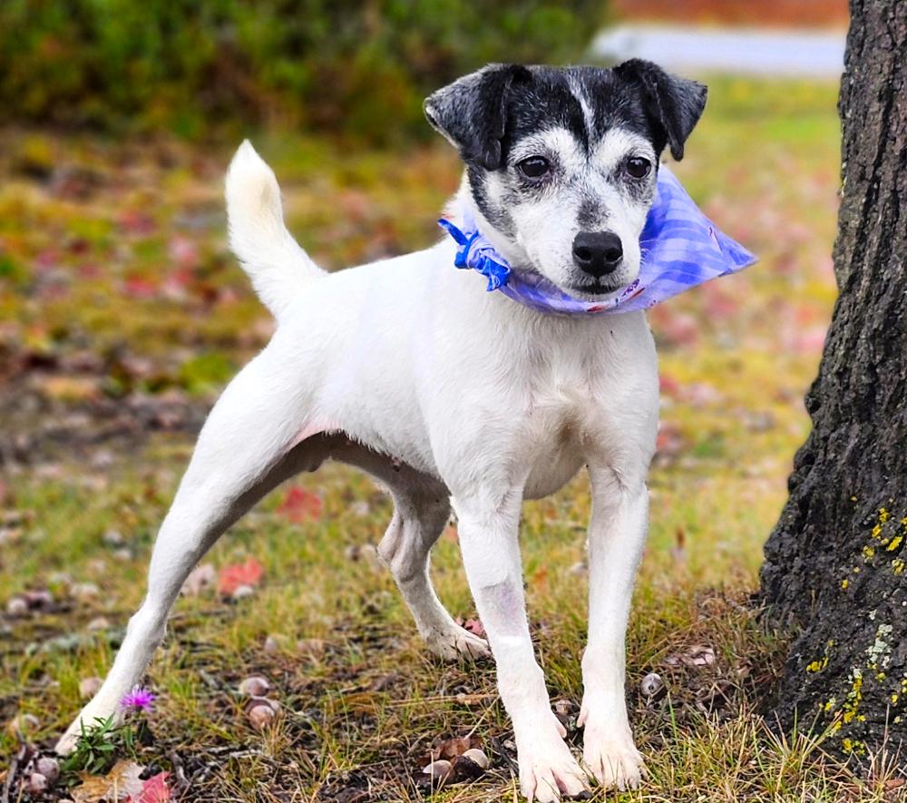 Oreo (Part of a bonded pair with Snickers), an adoptable Jack Russell Terrier in Cheboygan, MI, 49721 | Photo Image 1