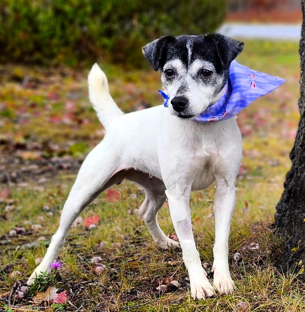 Oreo (Part of a bonded pair with Snickers), an adoptable Jack Russell Terrier in Cheboygan, MI, 49721 | Photo Image 4