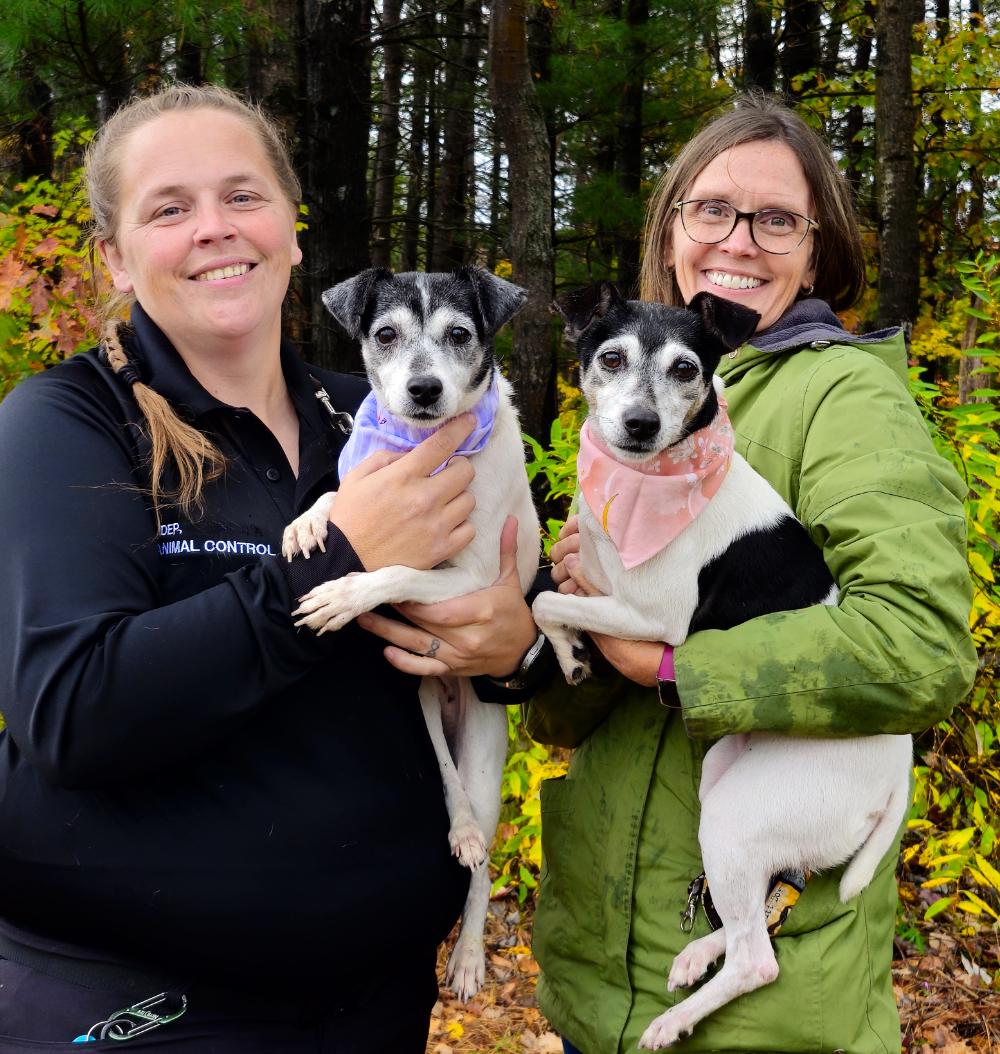 Oreo (Part of a bonded pair with Snickers), an adoptable Jack Russell Terrier in Cheboygan, MI, 49721 | Photo Image 2