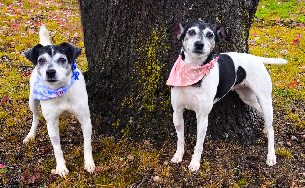 Oreo (Part of a bonded pair with Snickers), an adoptable Jack Russell Terrier in Cheboygan, MI, 49721 | Photo Image 3