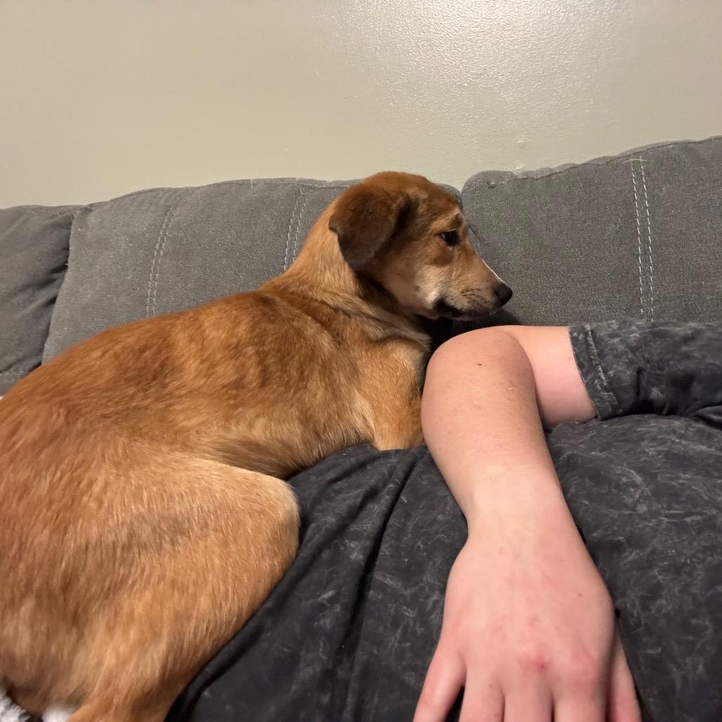 Dizzy, Adoptable, Young Female Shepherd & Australian Shepherd.