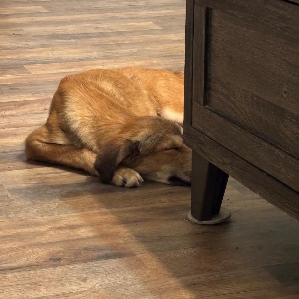 Enlarge Dizzy, a Adoptable mixed breed in Parkersburg, WV image 2/4