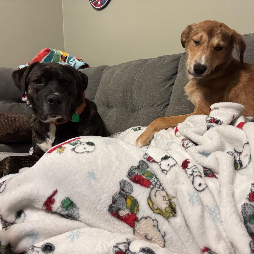 Enlarge Dizzy, a Adoptable mixed breed in Parkersburg, WV image 3/4