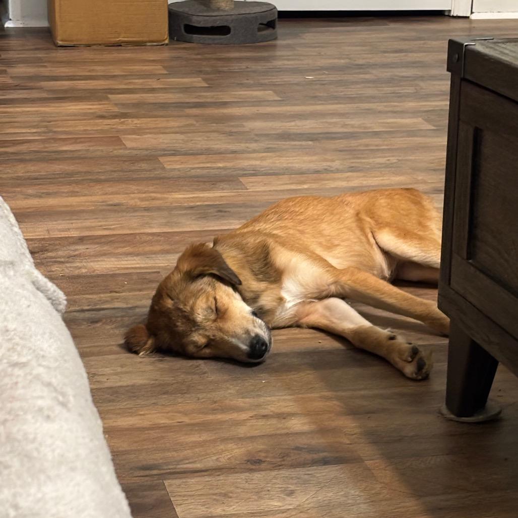 Enlarge Dizzy, a Adoptable mixed breed in Parkersburg, WV image 4/4