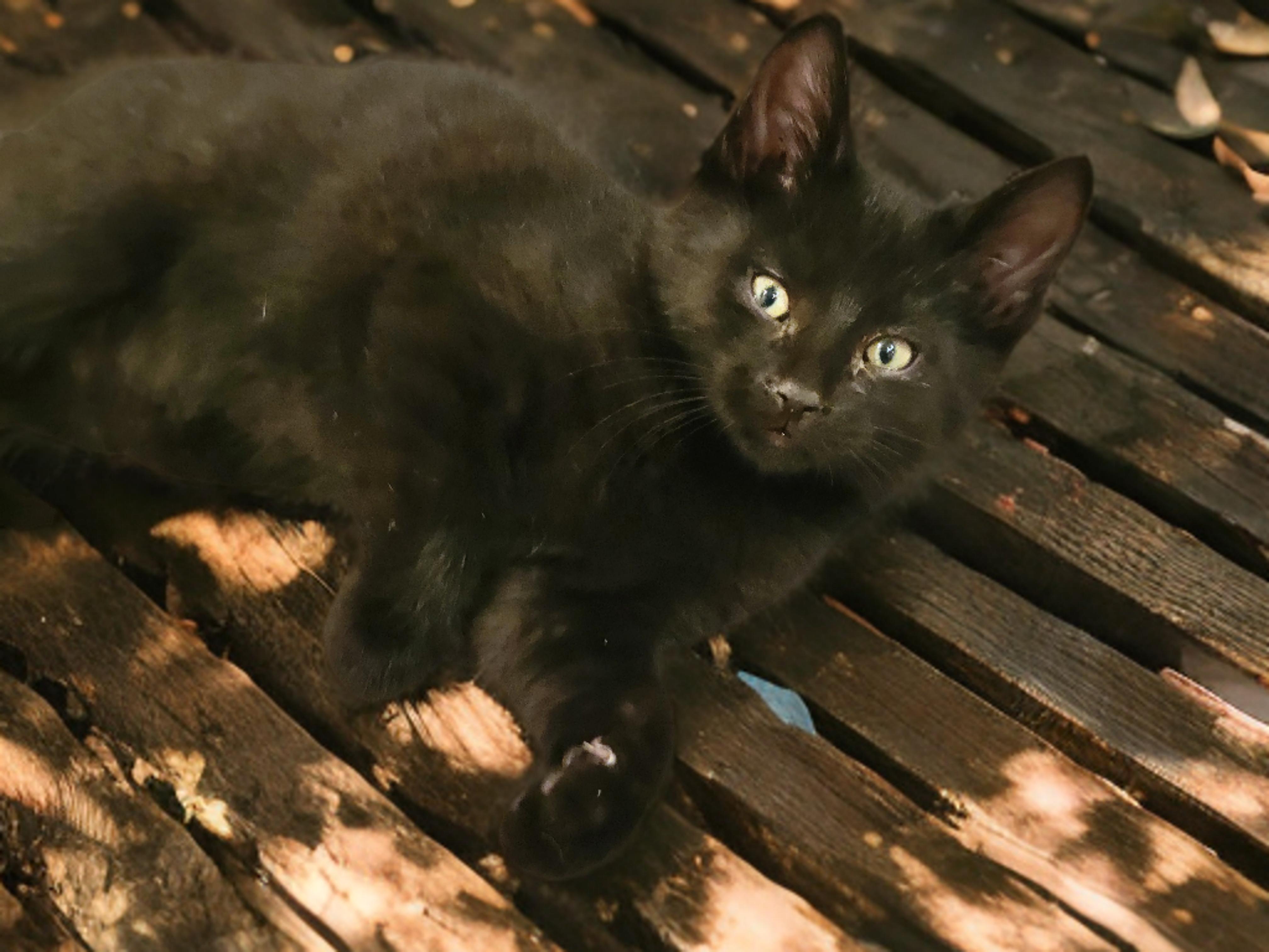 Enlarge Little Man, a ADOPTABLE Domestic Short Hair in OVERLAND PARK, KS image 4/6