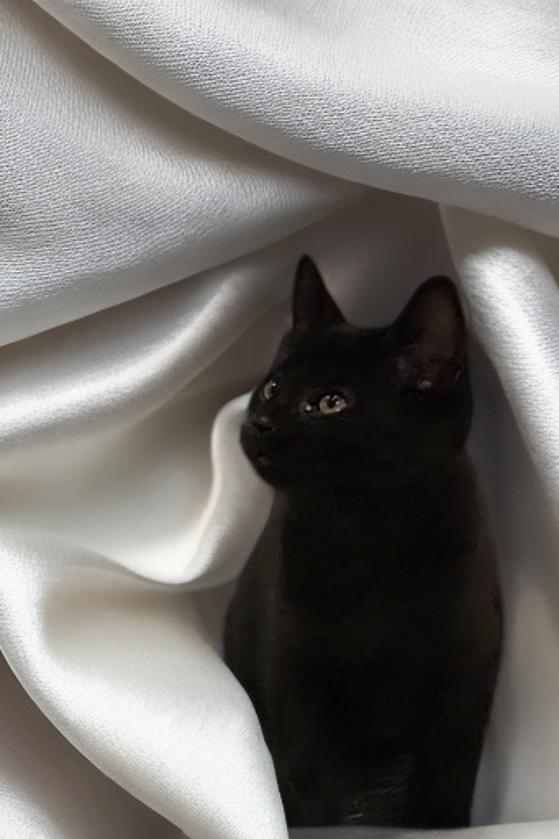 Enlarge Little Man, a ADOPTABLE Domestic Short Hair in OVERLAND PARK, KS image 3/6