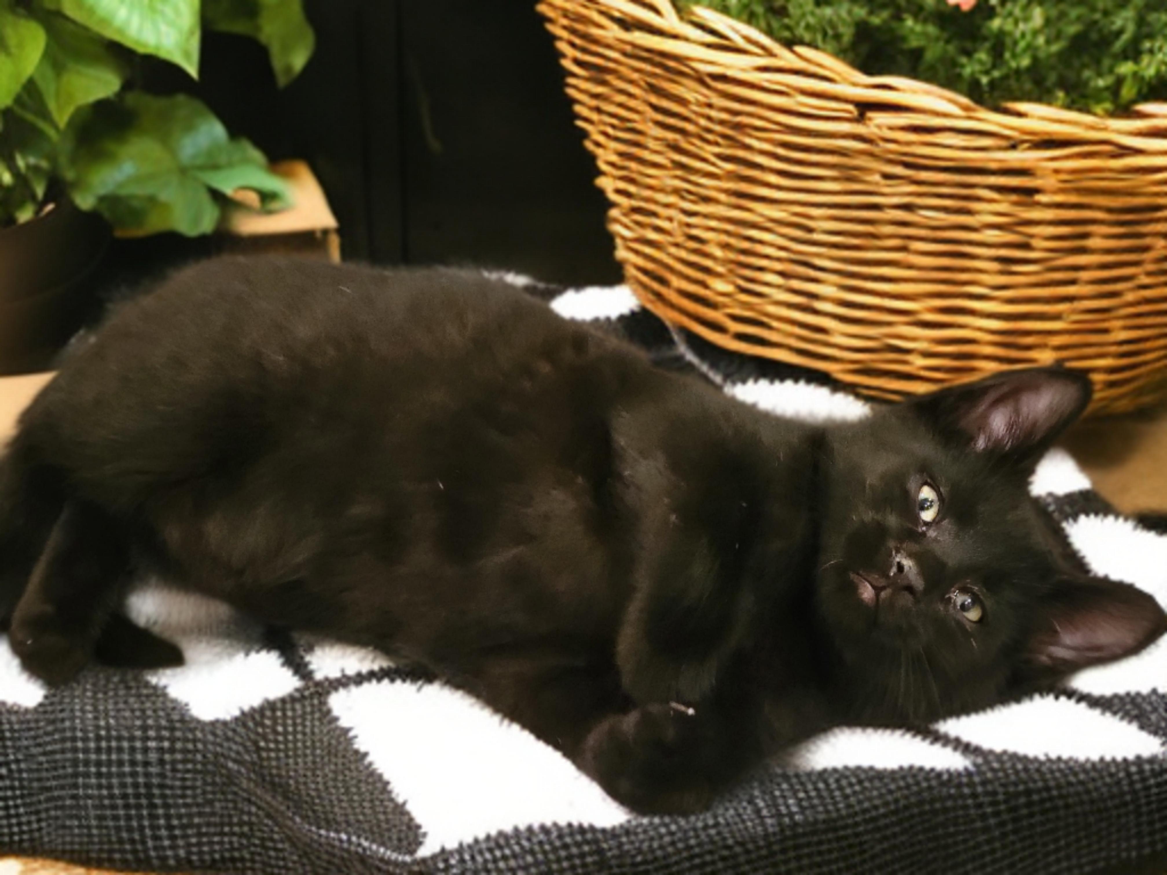 Enlarge Little Man, a ADOPTABLE Domestic Short Hair in OVERLAND PARK, KS image 2/6