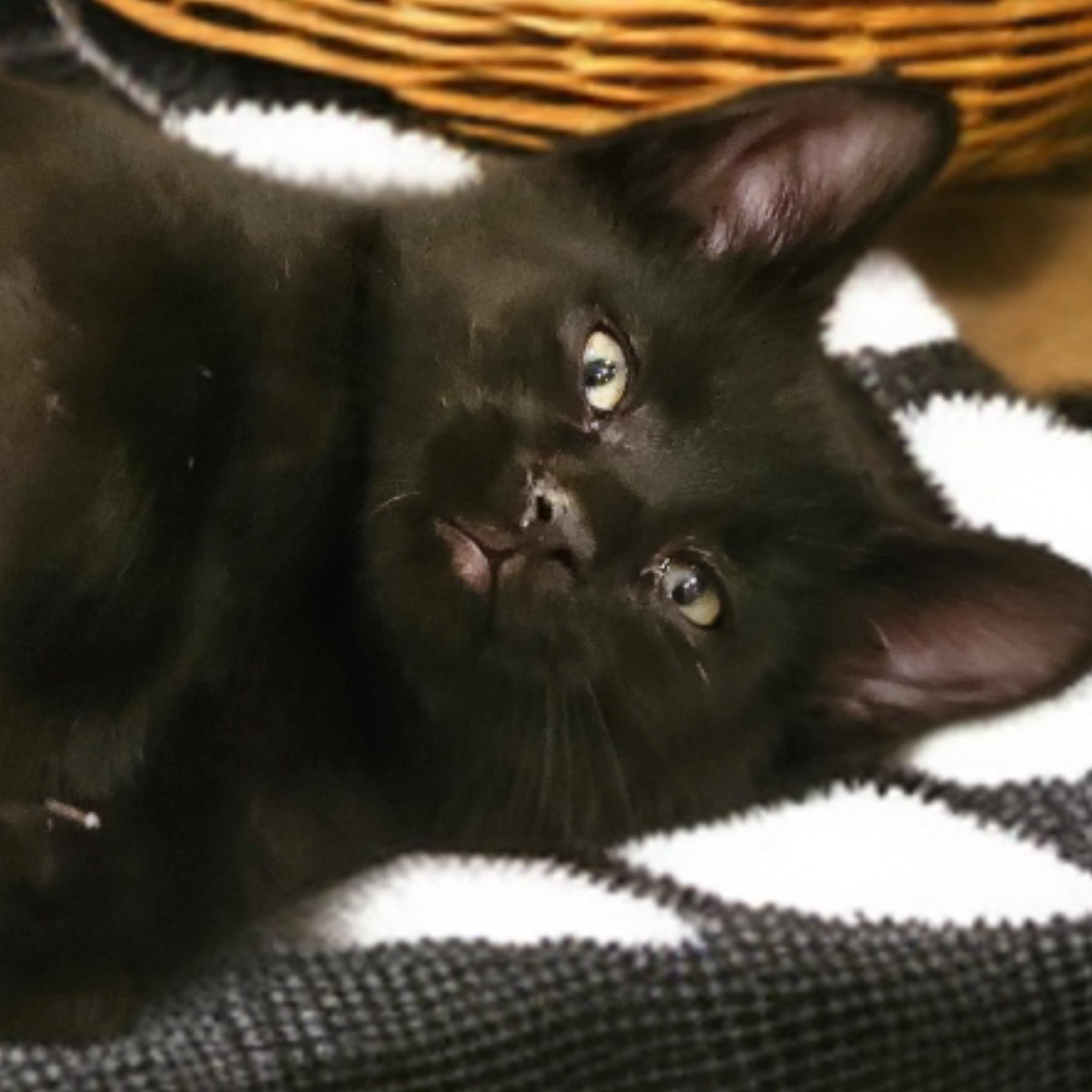Little Man, ADOPTABLE, Kitten Male Domestic Short Hair.