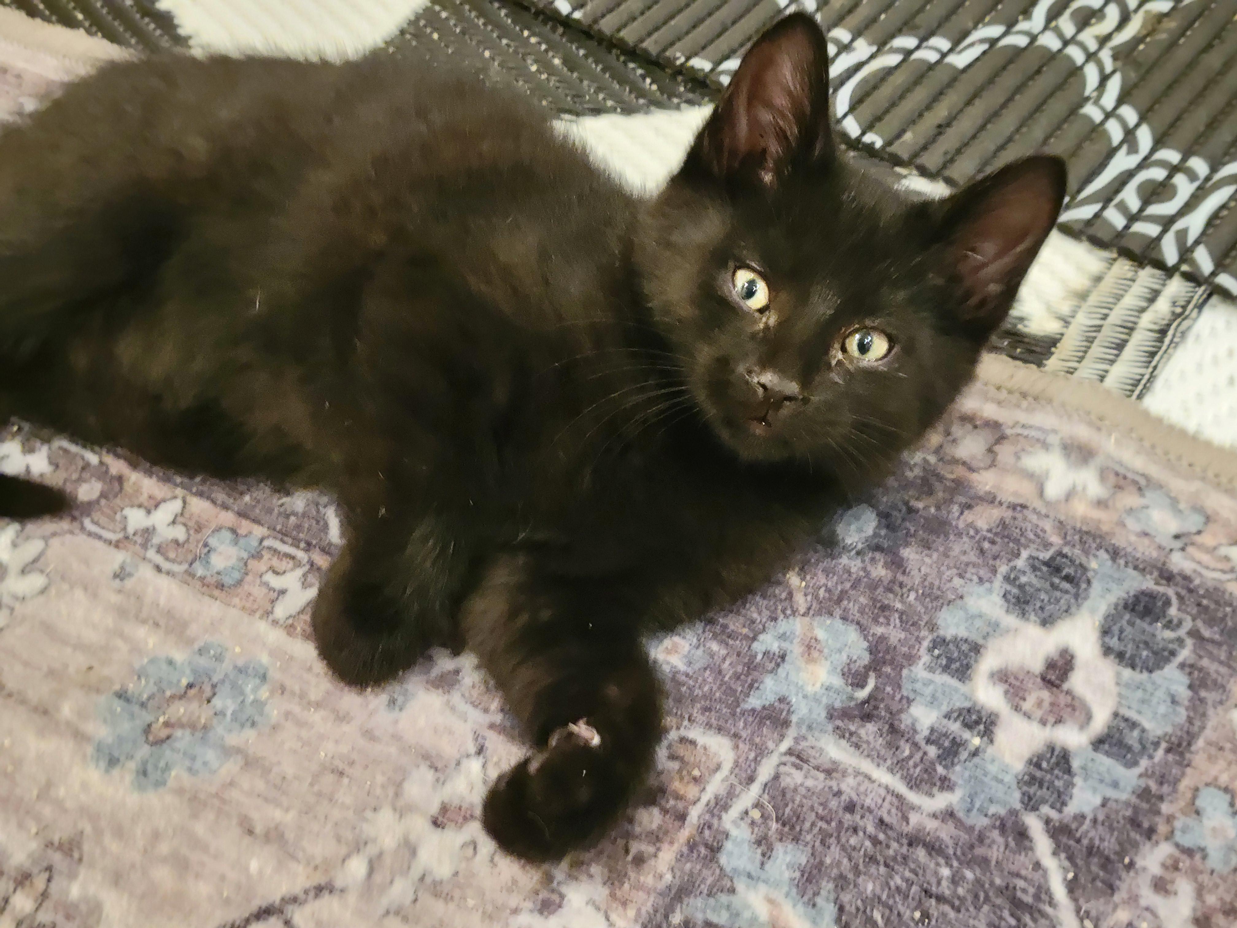 Enlarge Little Man, a ADOPTABLE Domestic Short Hair in OVERLAND PARK, KS image 6/6