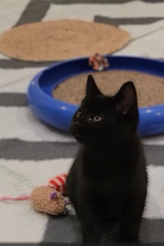 Enlarge Little Man, a ADOPTABLE Domestic Short Hair in OVERLAND PARK, KS image 5/6
