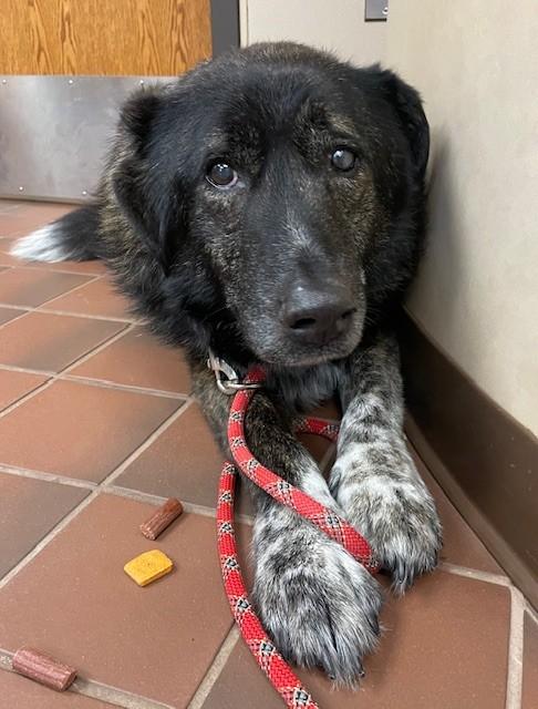 Enlarge Gramps, an adopted Mixed Breed in Prudenville, MI image 1/1