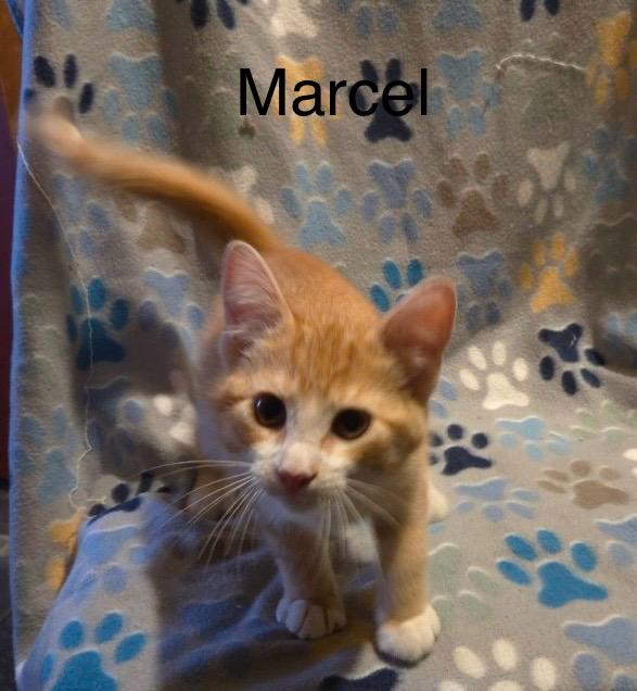 Marcel, a Adoptable Tabby in Livonia, MI image 3/5