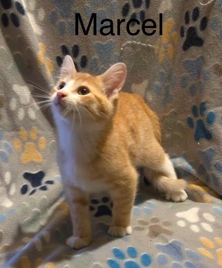 Marcel, Adoptable, Kitten Male Tabby.