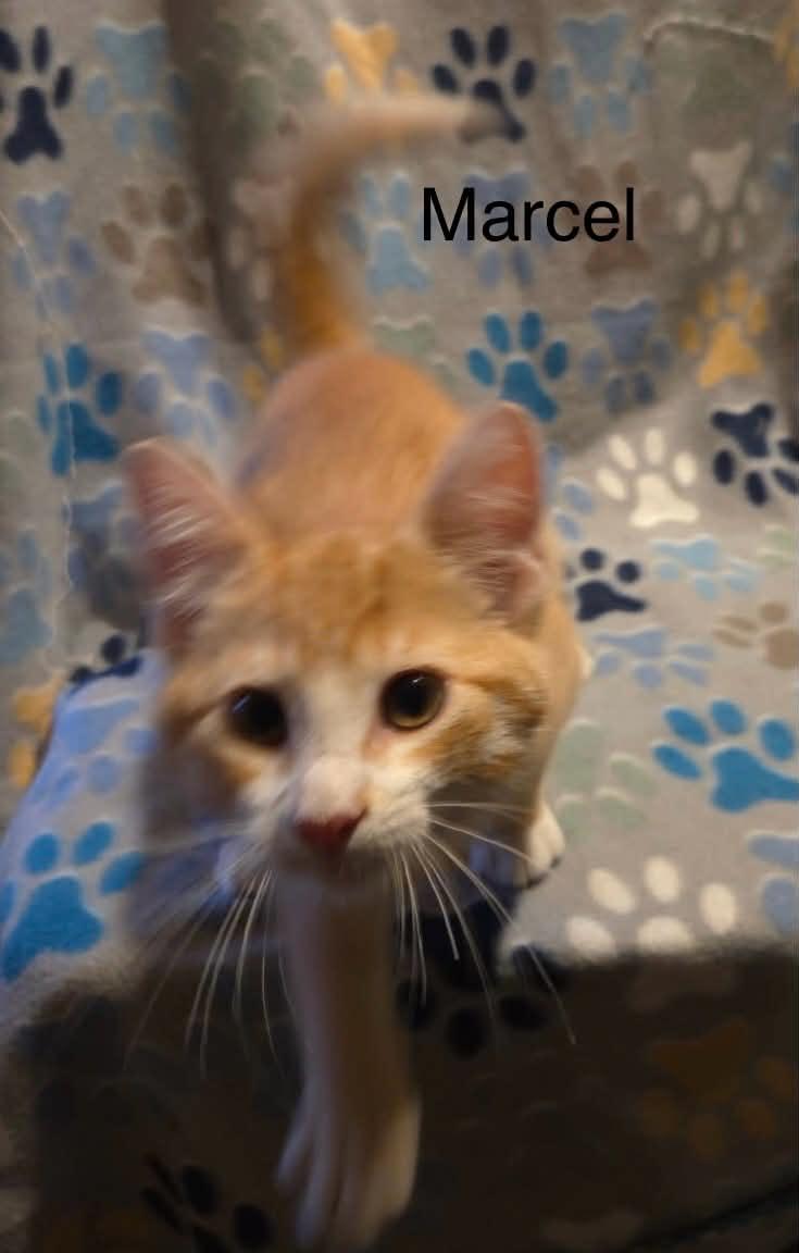 Marcel, a Adoptable Tabby in Livonia, MI image 2/5
