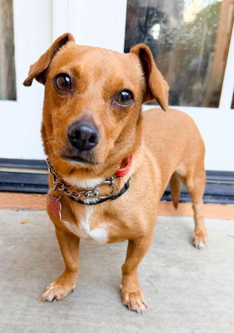Alana, Adoptable, Adult Female Chihuahua & Dachshund.