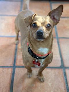 Enlarge Alana, a Adoptable mixed breed in San Diego, CA image 2/3