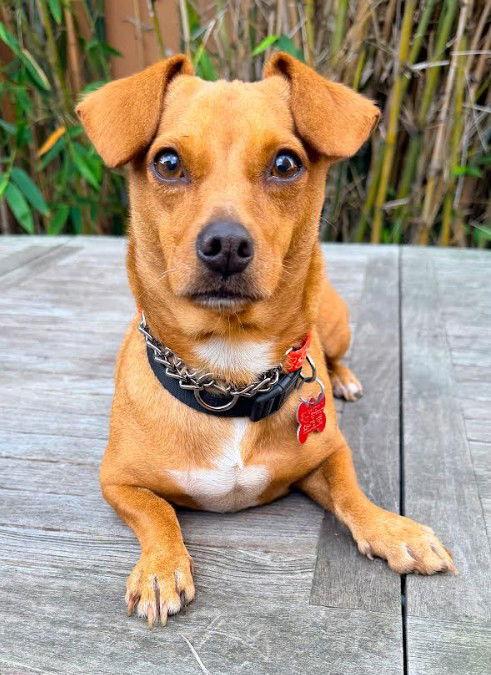 Enlarge Alana, a Adoptable mixed breed in San Diego, CA image 3/3