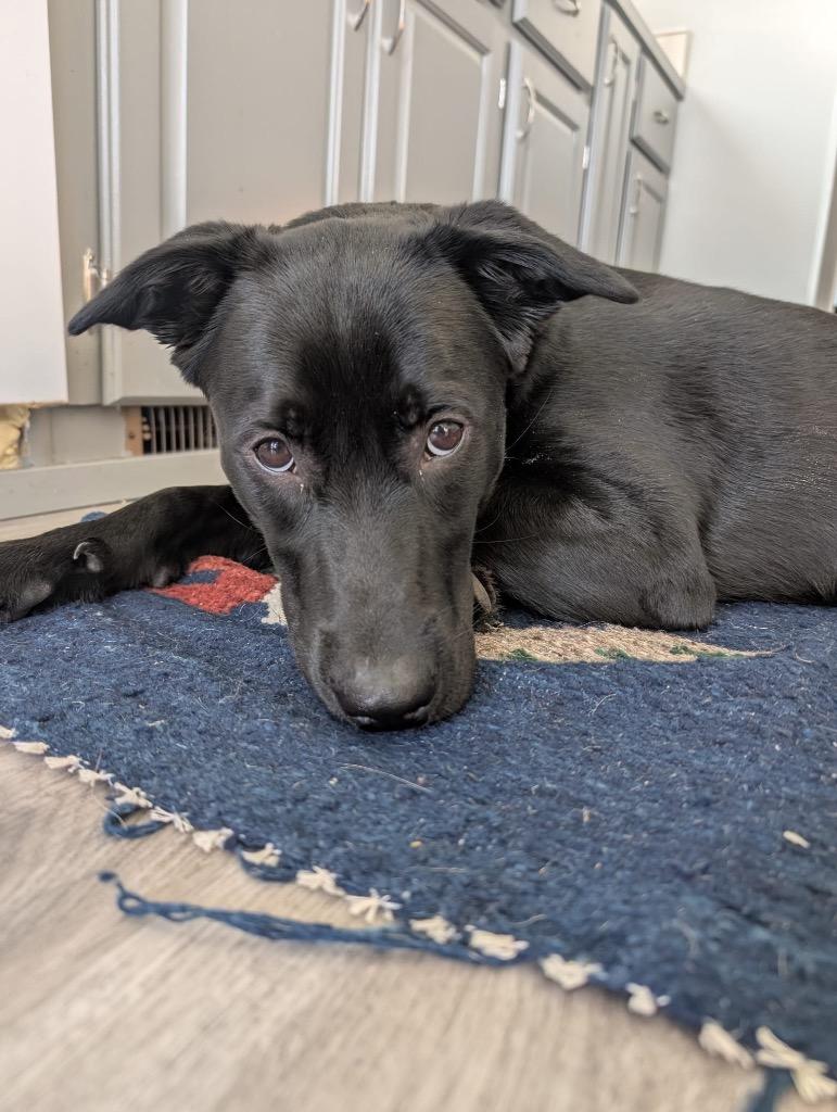 Marcy, Adoptable, Puppy Female Labrador Retriever & Husky.