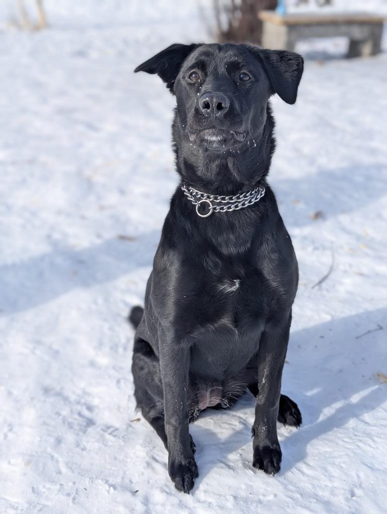Enlarge Marcy, a Adoptable mixed breed in Yellowknife, NT image 2/3