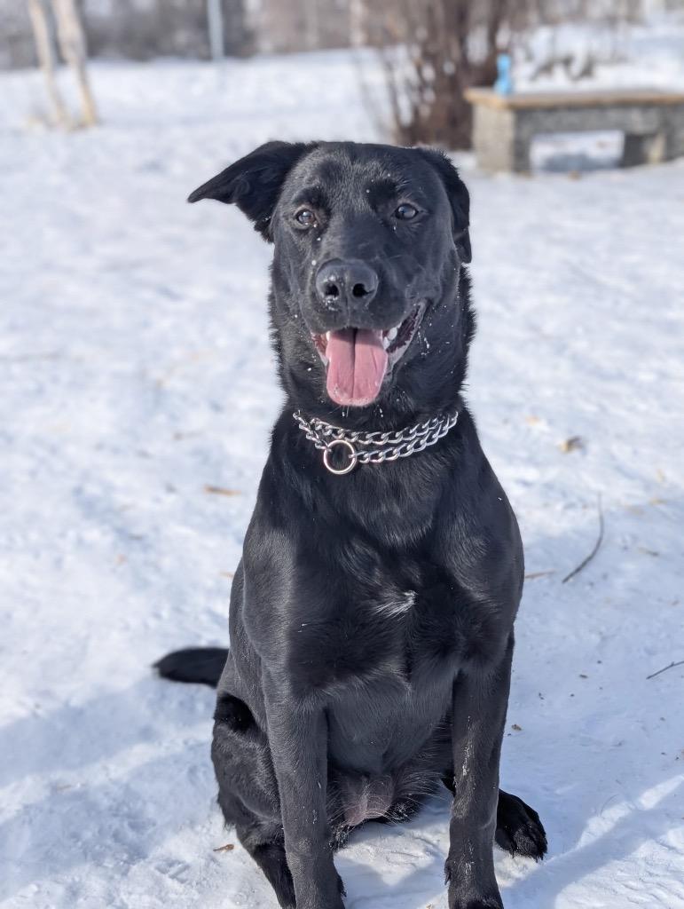 Enlarge Marcy, a Adoptable mixed breed in Yellowknife, NT image 3/3