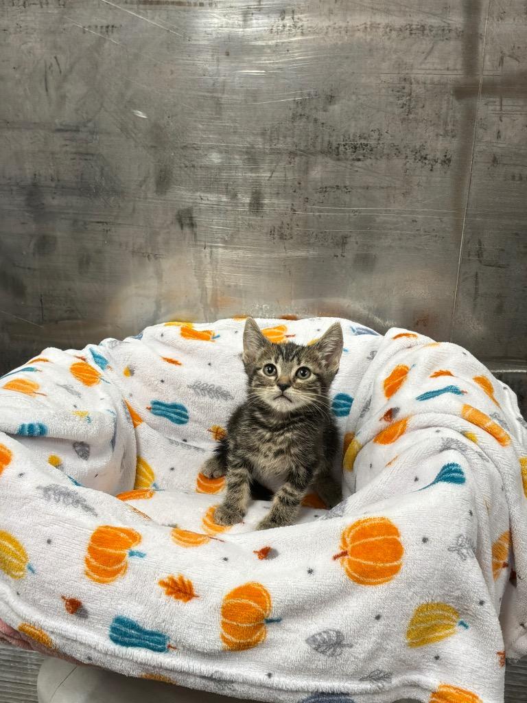 Enlarge Fern, an adopted Tabby in Mira Loma, CA image 1/1