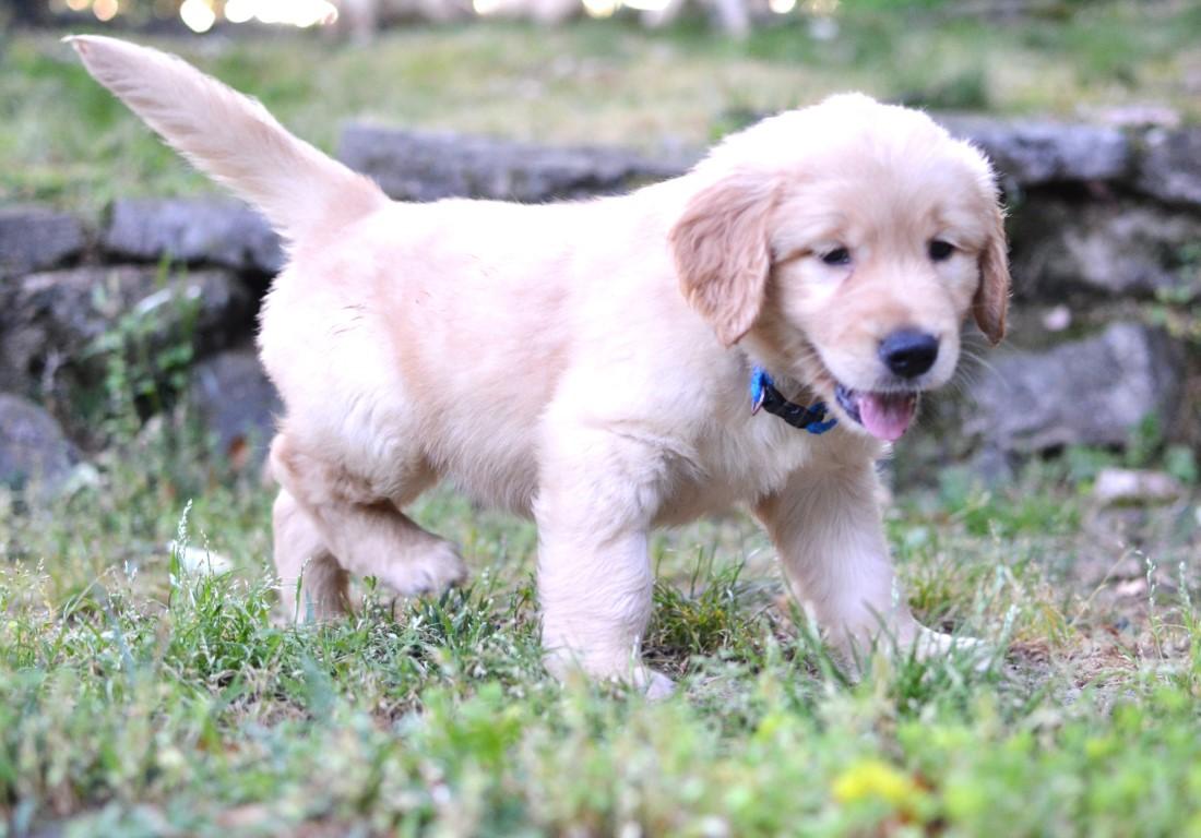Enlarge Leo, a Adoptable Golden Retriever in White Plains, NY image 3/5