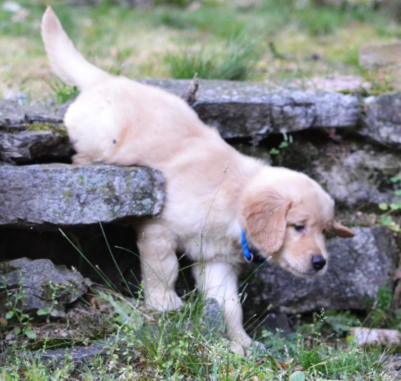 Enlarge Leo, a Adoptable Golden Retriever in White Plains, NY image 2/5