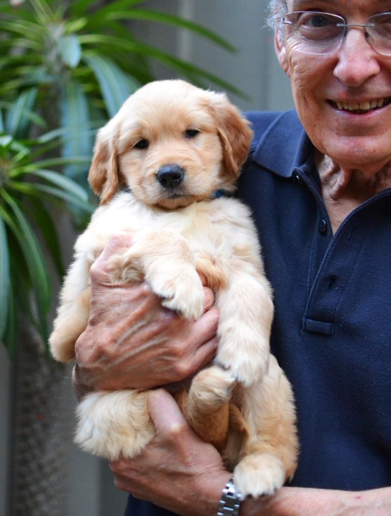 Enlarge Leo, a Adoptable Golden Retriever in White Plains, NY image 4/5