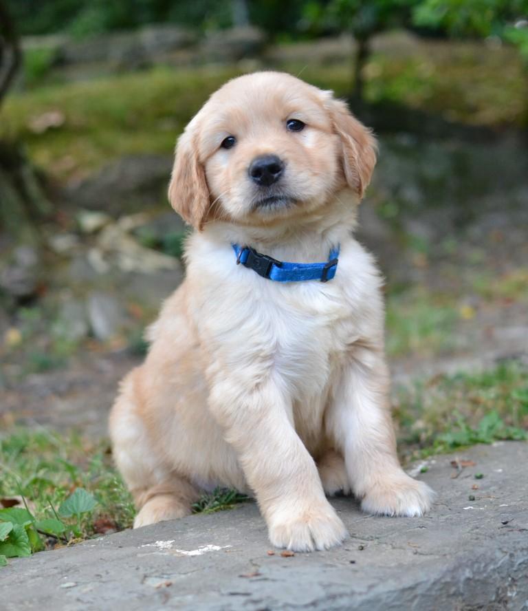 Leo, Adoptable, Puppy Male Golden Retriever.